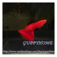 GUPPYHOME (บ้านปลาหางนกยุง)