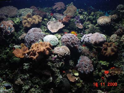 ปะการังสีสันสวยๆ ที่จัดคู่ไว้กับปลาการ์ตูน
