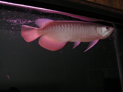 ลูกปลาอโรวาน่าทองอินโดของ 8-9 นิ้ว