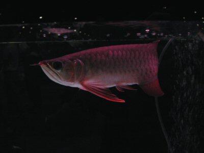 ลูกปลาอโรวาน่าแดง Super red