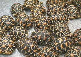 Star Tortoise (hatchling - Indian)