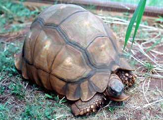Madagascar Ploughshare Tortoise