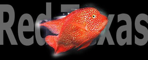 เท็กซัสแดงสุดยอดปลาหมอสีข้ามสายพันธุ์