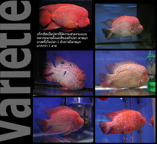 ลักษณะเท็กซัสแดงเป็นปลามุก ที่มีการลอกสีได้