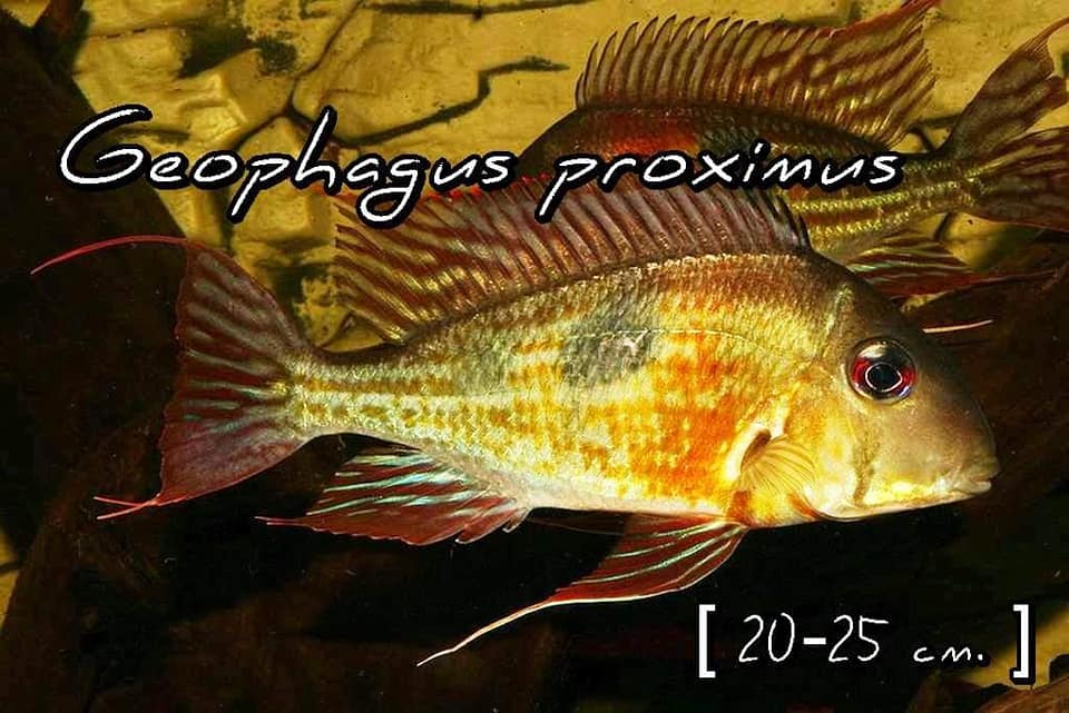 Geophagus proximus