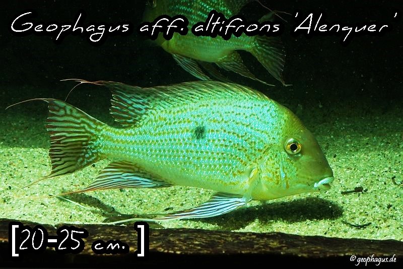 Geophagus altifrons 'Alenguer'
