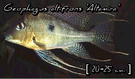 Geophagus altifrons 'Altamira'