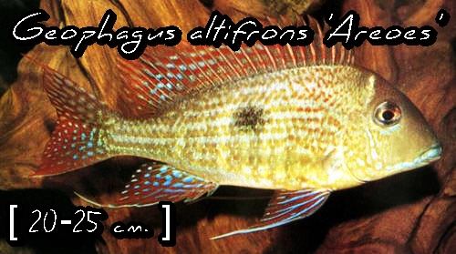Geophagus altifrons 'Areoes'