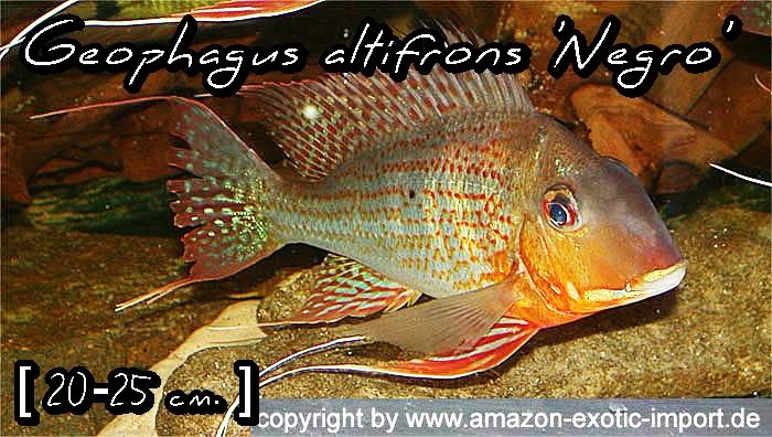 Geophagus altifrons 'Negro'