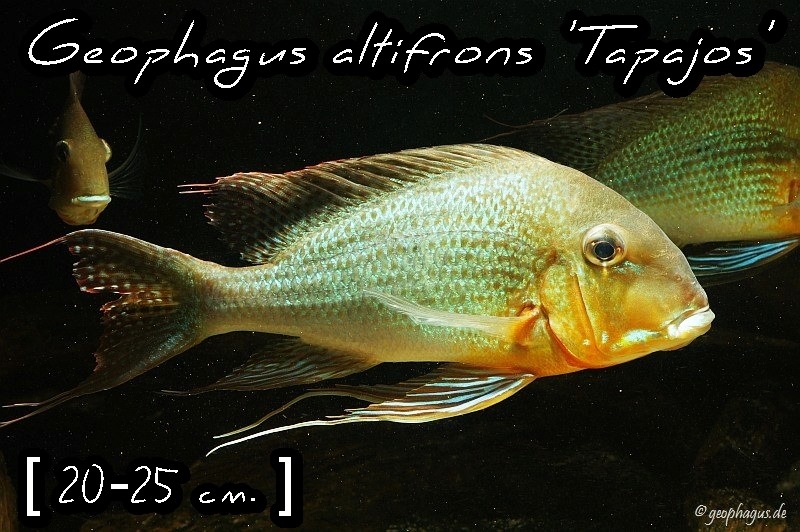 Geophagus altifrons 'Tapajos'