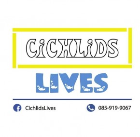 CichlidsLives