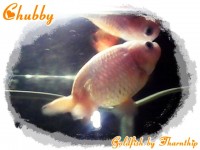 ปลาทองชั้ลชื่อ Chubby