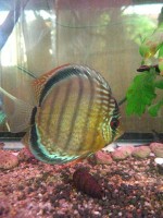 Wild Green tefe &quot;red spot&quot; discus