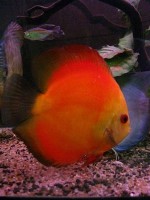 Red melon discus