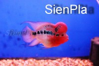 SienPla Group Import - Export Live Tropical Fish
