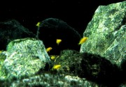 Labidochromis yellow, Electric yellow