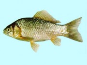 ปลาทองสามัญ (Common Goldfish)
