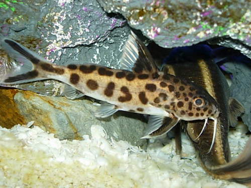 Cuckoo Catfish