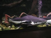 ปลาเรดเทลแคทฟิช (Red Tailed Catfish)