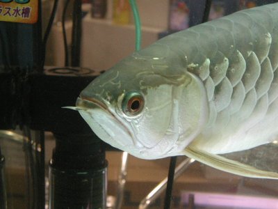 ปลาอะโรวาน่า เป็นปลาที่มีขนาดใหญ่
