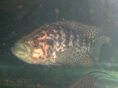Parachromis managuensis หรือ ปลาหมอมานาเกวนเซ่
