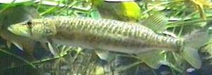 Grass pikerel ขณะโตต็มวัย