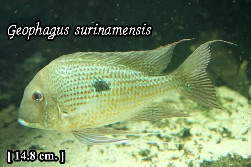 G. surinamensis ที่มีลักษณะของลายหางเป็นเส้น