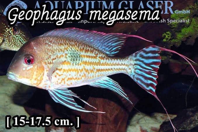 Geophagus megasema