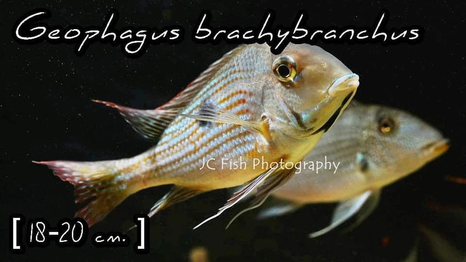 Geophagus brachybranchus