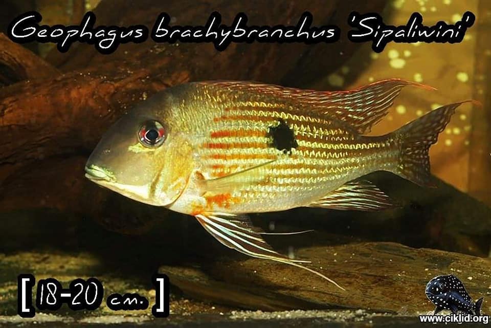 Geophagus brachybranchus 'Sipaliwini'