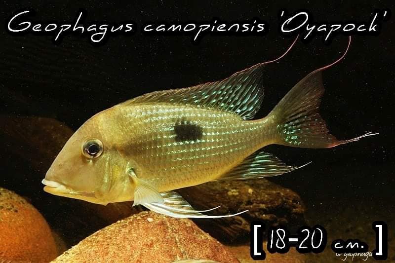 Geophagus camopiensis