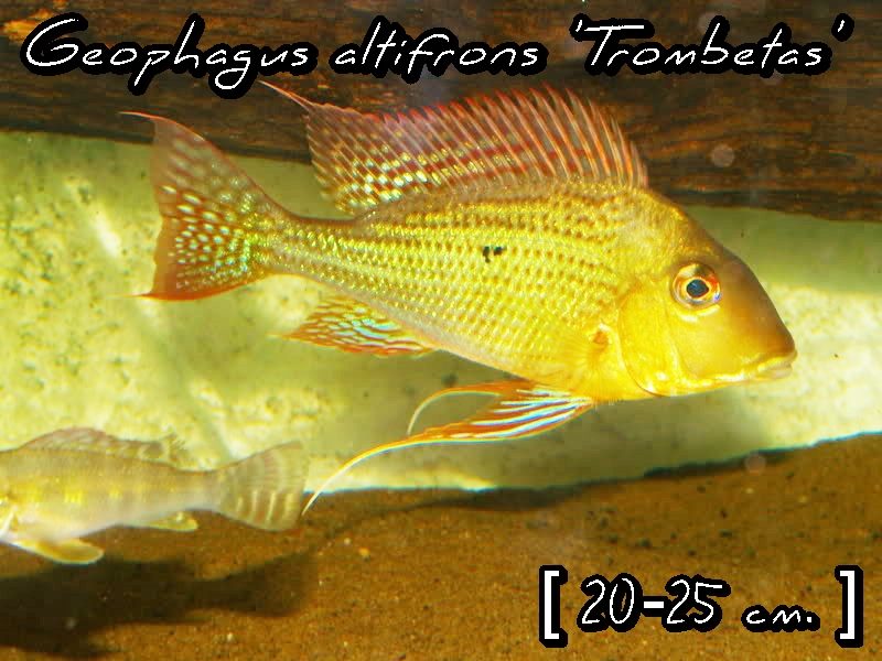 Geophagus altifrons 'Trombetas'