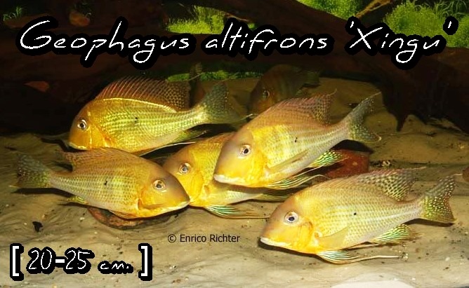 Geophagus altifrons 'Xingu'