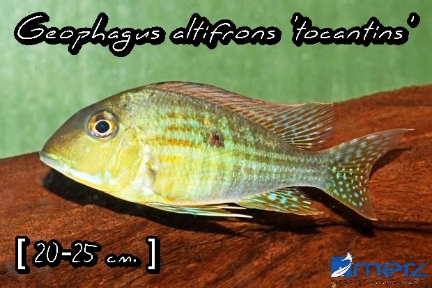 Geophagus altifrons 'tocantins'