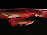 ตู้รวมลูกปลาอโราน่าแดง