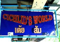 เต้ย-ส้ม Cichlids World 