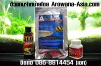 Arowana-Asia.com