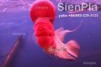 SienPla Group Import - Export Live-Tropical-Fish