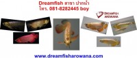 Dreamfisharowana สาขา ปากน้ำ