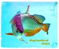 King Crossbreed Phuket