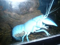 K Crayfish Samutprakran