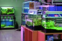 Masterfish Aquarium